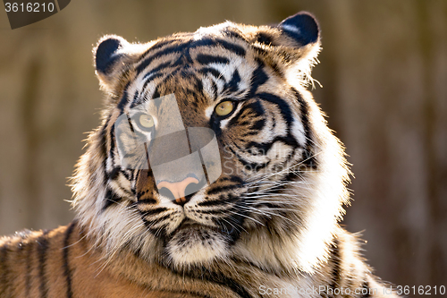 Image of Sumatran Tiger, Panthera tigris sumatrae