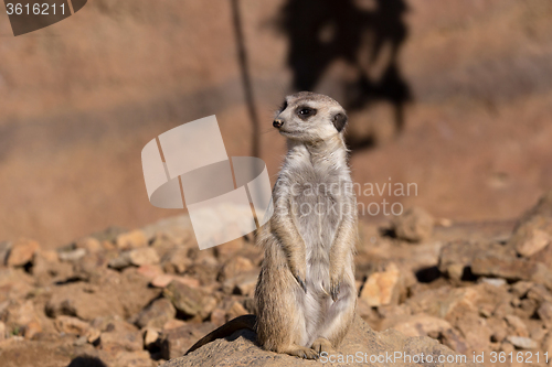 Image of female of meerkat or suricate
