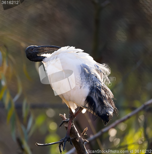 Image of Oriental black White (Black-headed) Ibis