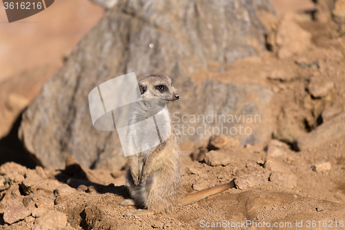 Image of female of meerkat or suricate