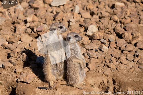 Image of meerkat or suricate