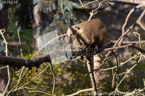 Image of South American coati (Nasua nasua)