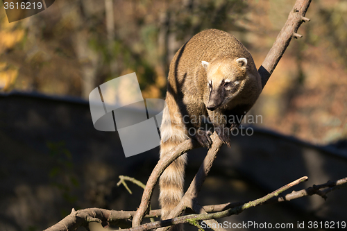 Image of South American coati (Nasua nasua)