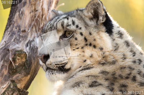 Image of snow leopard, Uncia uncia