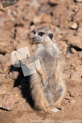 Image of female of meerkat or suricate