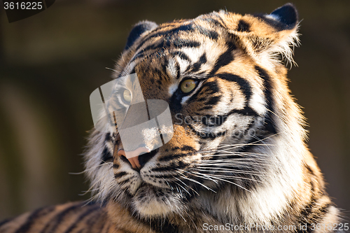 Image of Sumatran Tiger, Panthera tigris sumatrae