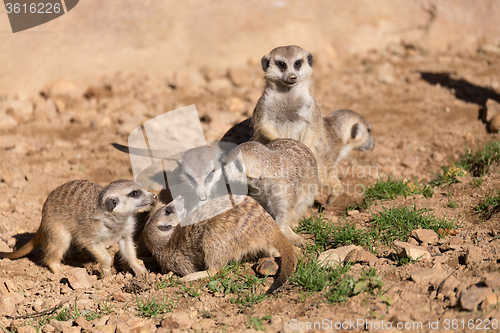 Image of meerkat or suricate playing