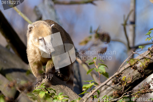 Image of South American coati (Nasua nasua)