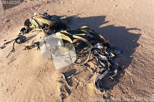 Image of Welwitschia mirabilis, Amazing desert plant