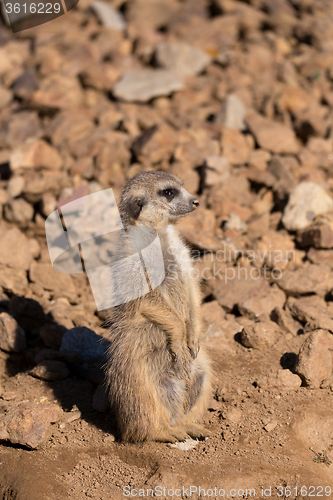 Image of female of meerkat or suricate