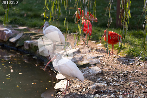 Image of white ibis (Eudomiscus albus)