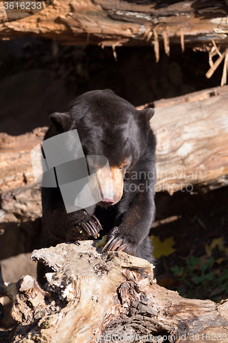 Image of Sun bear also known as a Malaysian bear