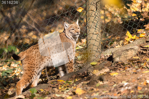 Image of Lynx Portrait during the autumn