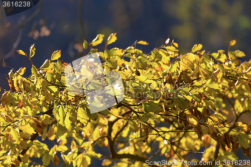 Image of Autumn background