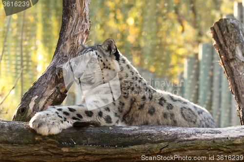 Image of snow leopard, Uncia uncia