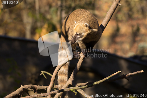 Image of South American coati (Nasua nasua)