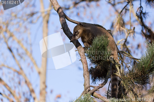 Image of South American coati (Nasua nasua)