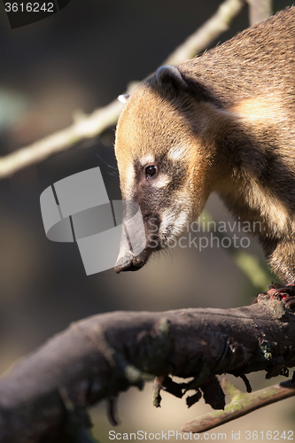 Image of South American coati (Nasua nasua)