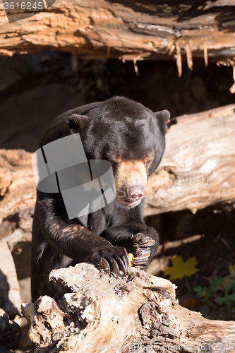 Image of Sun bear also known as a Malaysian bear