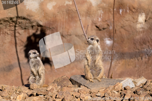 Image of meerkat or suricate