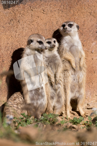 Image of meerkat or suricate