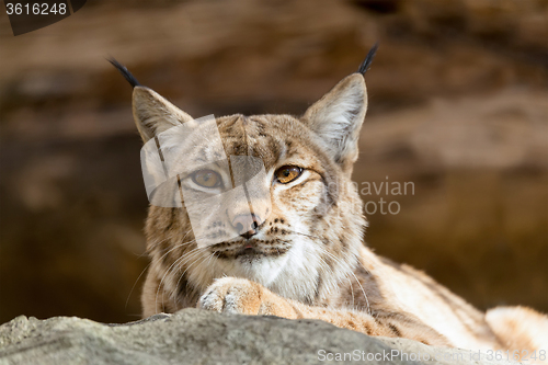 Image of Lynx Portrait during the autumn