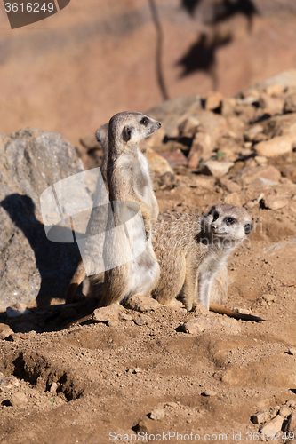 Image of meerkat or suricate