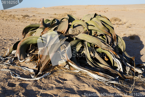Image of Welwitschia mirabilis, Amazing desert plant