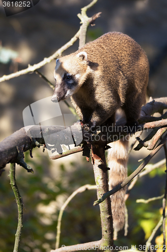 Image of South American coati (Nasua nasua)