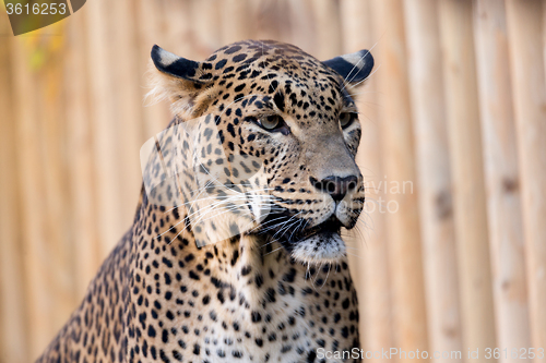 Image of Closeup of Leopard looks forward