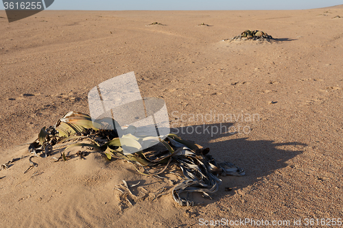 Image of Welwitschia mirabilis, Amazing desert plant