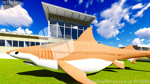 Image of Shark lying on the ground