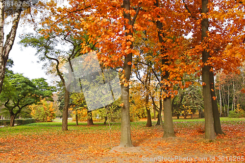 Image of Beautiful park trees in calm autumn weather