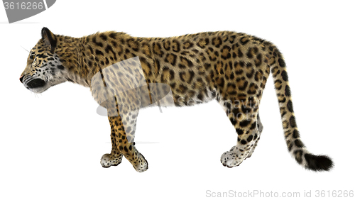 Image of Big Cat Jaguar