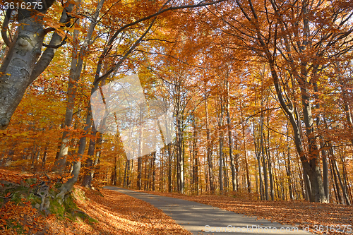 Image of Autumn forest