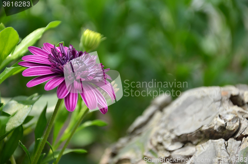 Image of Purple flower in the garden