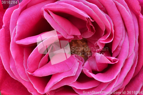 Image of Beautiful pink rose closeup