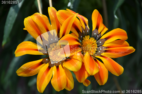 Image of Yellow daisy