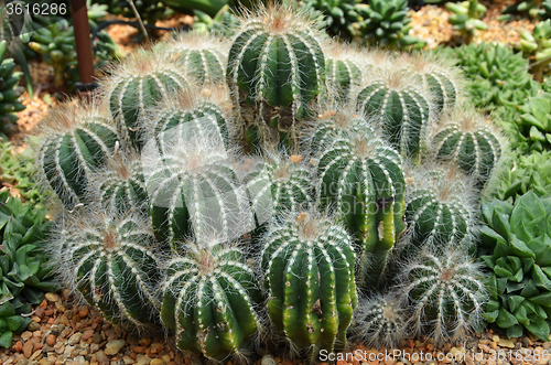 Image of Cactus in botanic garden