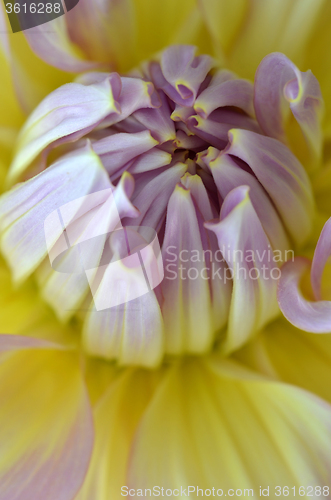 Image of White, yellow and purple Dahlia close-up