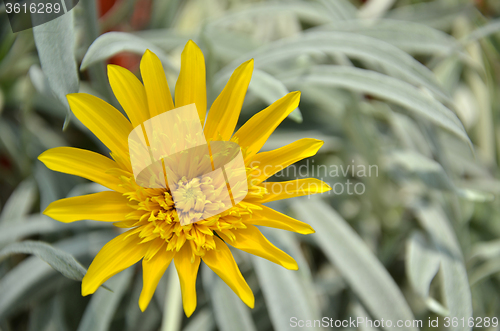 Image of Close-up of beautiful yellow chrysanthemum flowers