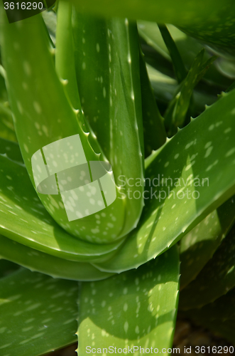 Image of Green aloe vera in the garden