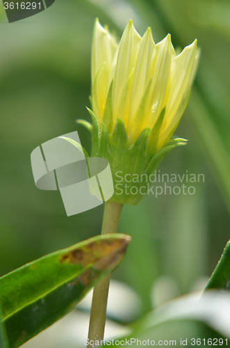 Image of Solitary yellow flower bud in the garden  