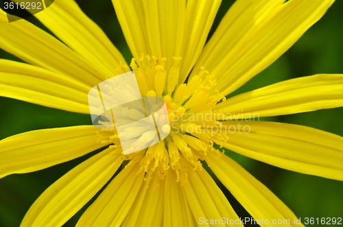 Image of Close-up of beautiful yellow flowers 