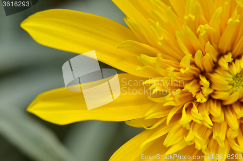 Image of Close-up of beautiful yellow chrysanthemum flowers