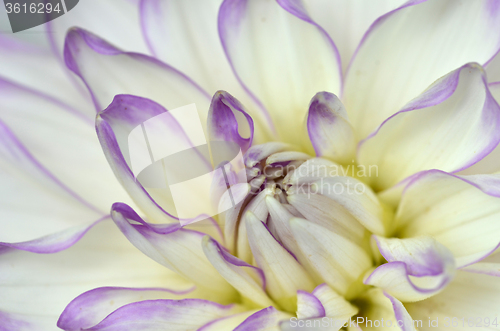 Image of White and purple Dahlia close-up