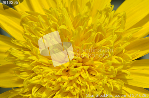 Image of Close-up of beautiful yellow chrysanthemum flowers