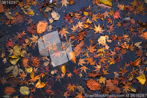 Image of Autumn leaves on dark water surface