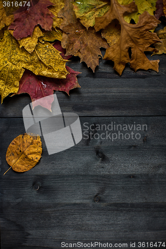 Image of Wood autumn background