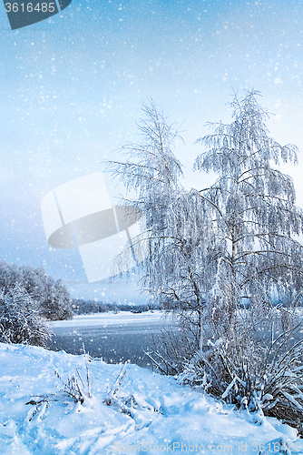 Image of Winter landscape with trees, covered with hoarfrost and lake 